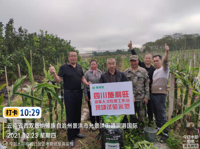 雲南省西雙版納火龍果