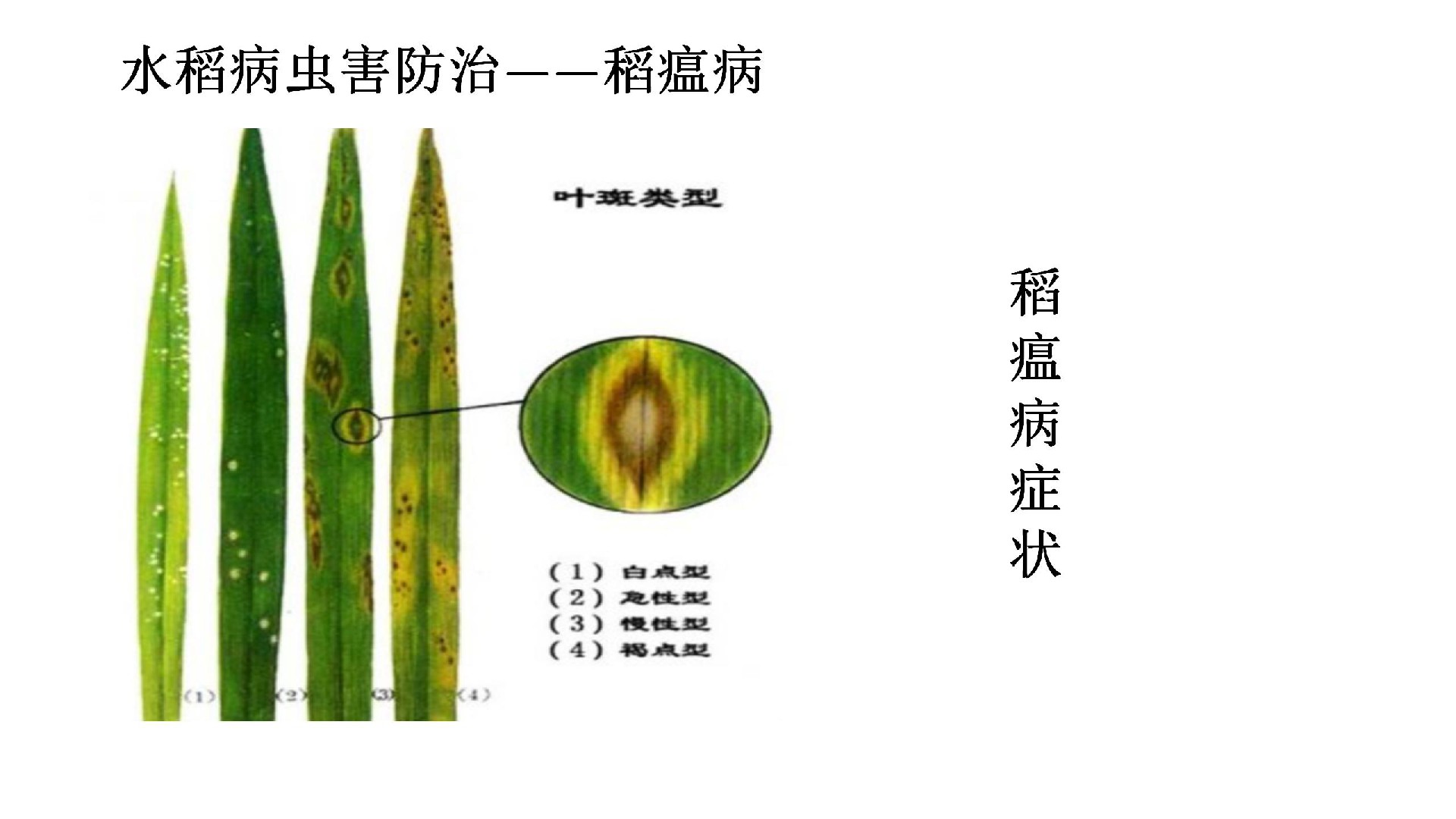 施利旺水稻中(zhōng)後期水稻中(zhōng)後期病蟲_02.jpg